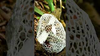 Mushroom BLOOM Timelapse Bamboo Mushroom blooming Phallus Indusiatus  MOODY BLOOMS shorts [upl. by Eerac]