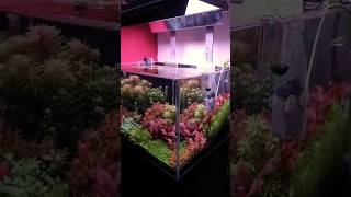 Mi terapia ☘️ Increíble crecimiento del acuario plantado aquarium kleinerfishaquarium aquascape [upl. by Ansev364]