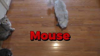 My Cats Review The Hexbug Mouse Robotic Pet 😻 [upl. by Nedrob]