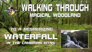 WALKING Through MAGICAL WOODLAND To A Mesmerizing Waterfall In The CAMBRIAN MOUNTAINS [upl. by March246]