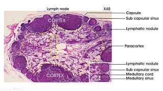 Lymphoid tissue  Histology lymph node spleen thymus tonsil [upl. by Aihsekram521]