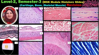 Practical for OSPE Cartilage Bone amp Skeletal Muscle Histology Slides Dr Amal M Moustafa [upl. by Tuttle312]