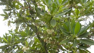 How RUDRAKSHA Tree Origin In Bengali কিভাবে রূদ্রাক্ষ বৃক্ষের উৎপত্তি হল বাংলায় [upl. by Nove]