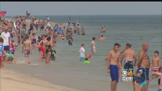 Beachgoers On Alert After Shark Attack Off Cape Cod [upl. by Theola]