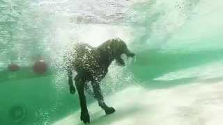 GoPro Underwater Dog Park Fun [upl. by Anuala910]