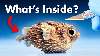 Whats Inside a Pufferfish [upl. by Pierro]