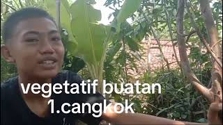 laporan IPA contoh perkembangbiakan vegetatif alami by rozak prasetyotegar faisal [upl. by Omarr814]