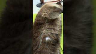 😺Daily Cat Adventures CuteCats FelineFun CatLovers fatcat cat funny shorts cats fyp love [upl. by Dazraf]