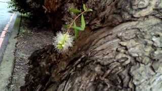 千層樹，白千層開花 Melaleuca Blooming 地點：國立桃園農工 B [upl. by Sigler757]