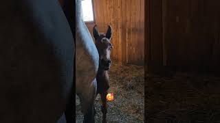 Cuteness Overload  New Filly with her Dam 🥰 shorts babyhorse horse [upl. by Elatnahc934]