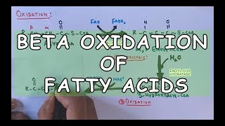 Beta Oxidation of Fatty Acids  Degradation of Saturated Fatty Acids [upl. by Eiveneg]