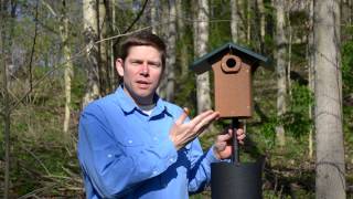 How to Provide a Safe Nest Box for Bluebirds [upl. by Elnar]