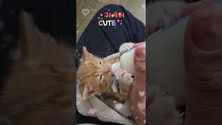 Kittens Feeding time Probably 3 Weeks old kitten foster feeding babies cat Canada rescue [upl. by Yauqaj557]