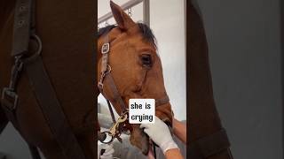 Seeing horse crying for the first time foryou horse hoof [upl. by Llamaj]