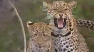 Social Behavior of Lions Leopards and Cheetahs  BBC Studios [upl. by Notaes994]