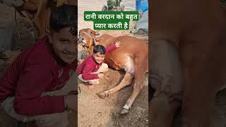 Gau Mata ki sevashorts trendingshorts [upl. by Schinica]