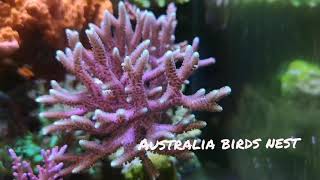 ORA green tip pink birds nest seriatopora in nano reef [upl. by Atterbury]