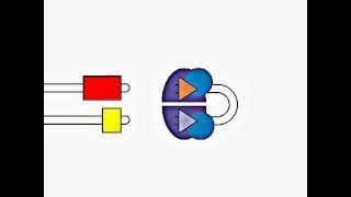 VDJ Gene Recombination [upl. by Atilef203]