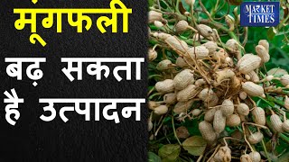 बढ़ सकता है मूंगफली उत्पादन Peanut production may increase mungfali peanunt mandi [upl. by Ostap311]