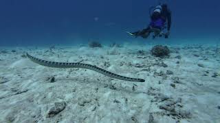 sea snake ishigaki okinawa 20241020 DJI osmo action 4 [upl. by Amocat]