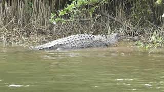 crocodile in the wild45 metersDaintree River Queensland Australia [upl. by Esiuol]