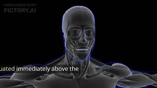 MUSCLES OF HEAD amp NECK MUSCLES MUSCLESCIENCE educationalvideos education muscles information [upl. by Dianne88]