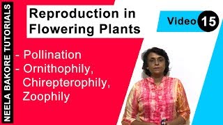 Reproduction in Flowering Plants  NEET  Pollination  Ornithophily Chirepterophily Zoophily [upl. by Ade470]