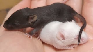 Baby mouse squeaking [upl. by Odlanier]