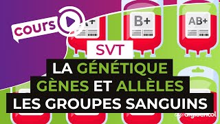 La génétique  Gènes et allèles lexemple des groupes sanguins  SVT  digiSchool [upl. by Galliett]