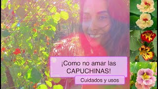 Todo que necesitas saber sobre la CAPUCHINA o TACO DE REINA [upl. by Liponis197]