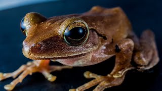 Tree Frog Sounds  Tree Frog Sound Effect  Frog Noises  Animal Sounds  No Music [upl. by Esir]