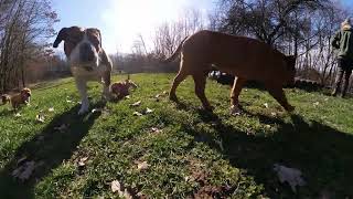 Continental Bulldog GWurf zum ersten Mal auf der Wiese  Asgards Pride Bulldogs [upl. by Aruam]