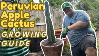 Peruvian Apple Cactus Growing Guide [upl. by Yeldarb920]