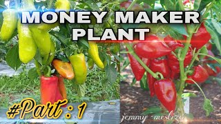 HOW TO PLANT SWEET PEPPER  CONICAL PEPPER ATSAL FARMING PART  1 [upl. by Jillian872]