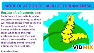 Mechanism of action of Bttoxin [upl. by Noiwtna]