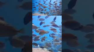 Rabbit Fish fish rabbitfish diving snorkeling scubadiving oceanlife [upl. by Leipzig823]