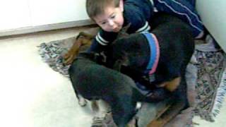 Baby vs Doberman [upl. by Tiram]