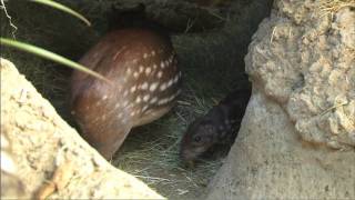 Baby Paca at the Safari Park [upl. by Arikal621]