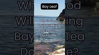 What Good Will Drinking Bay Leaf Tea Do for Me [upl. by Pedrick]