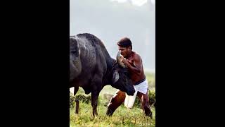 Angampora Training with buffalos srilanka [upl. by Kyte]