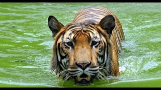 Rajshahi Zoo  Beautiful Rajshahi [upl. by Pettiford]