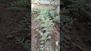 How to grow chana 2😍🌿🌱 indianfarmer gardening indiangardeners phoolpatte cementplanter shorts [upl. by Stucker]