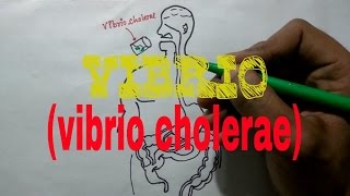 Vibrio choleraeVIBRIO [upl. by Nylarat617]