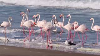 Greater Flamingo Phoenicopterus roseus [upl. by Laundes533]