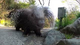 Porcupine Pals Take A Pointy Power Walk [upl. by Sinaj935]