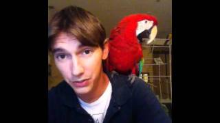 QampA  Macaws  How do i keep macaw from biting [upl. by Dyanna301]