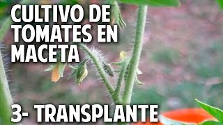 Cultivo de Tomate Parte 3  Como y Cuando transplantar cosasdeljardin [upl. by Cory136]