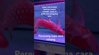 Arowana red tanning fullblok lupa cara renang arowana terbalik phonk music arowana arwana [upl. by Zeni439]