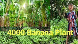 Banana plant arrived just nowyoutube video [upl. by Eynobe]