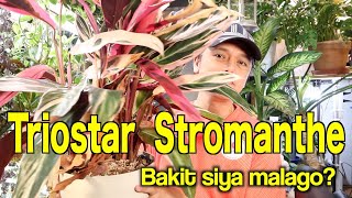 TRIOSTAR STROMANTHE PLANT CARE AND TIPSFILIPINO LIFE IN JAPAN [upl. by Humfried]